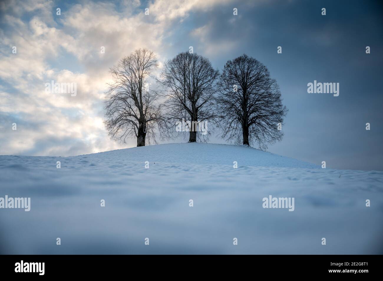 three Lindentrees on top of a hill in snow, Emmental Stock Photo