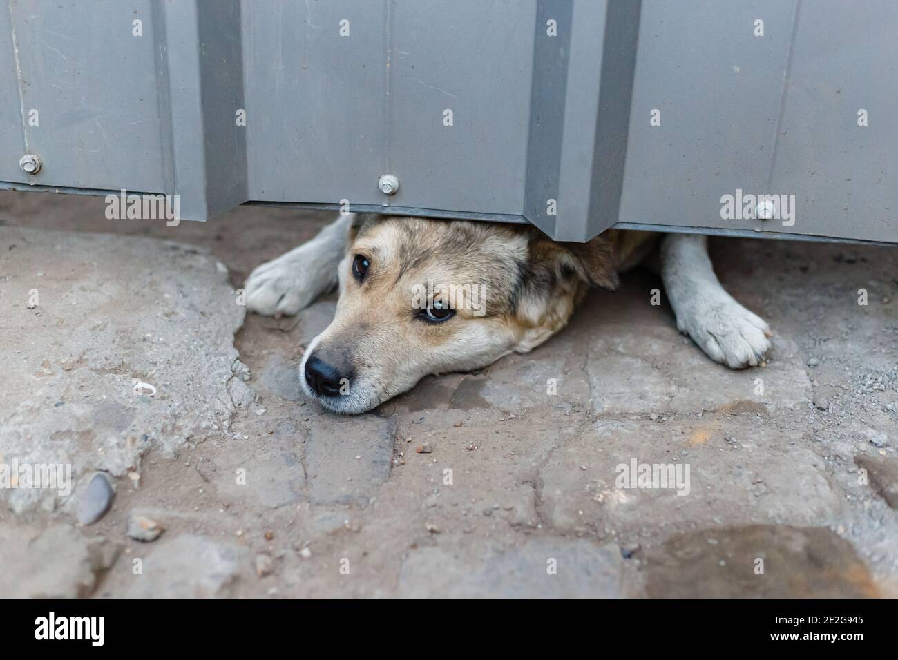 Sneak dog hires stock photography and images Alamy