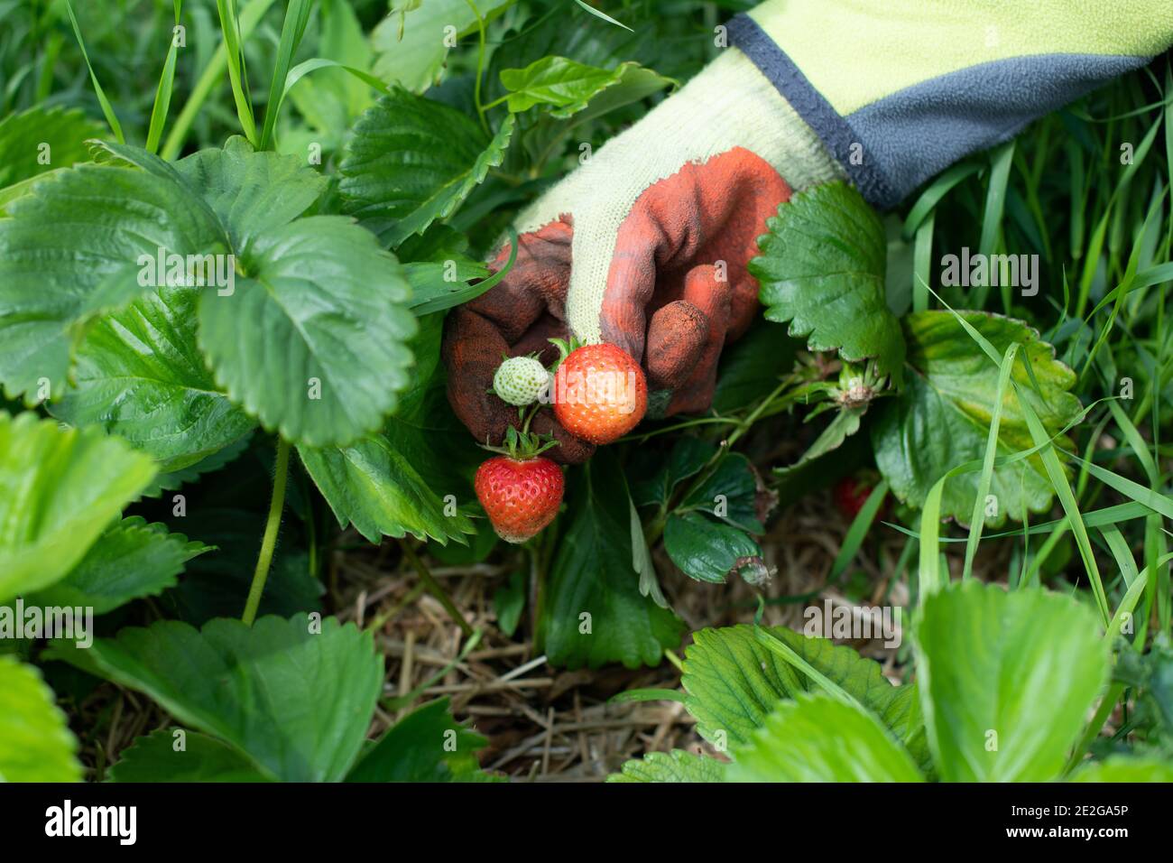 Hand picking strawberries from plant Stock Photo Alamy