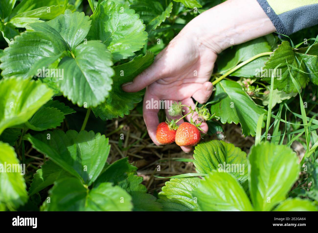 Hand picking strawberries from plant Stock Photo Alamy