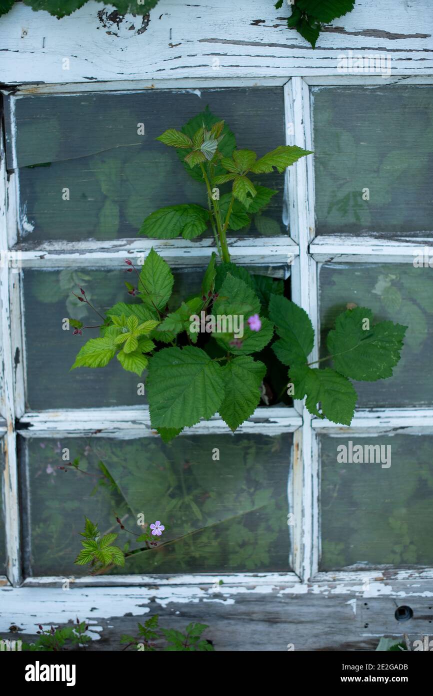 Weeds forcing their way through broken glass on a greenhouse Stock Photo Alamy