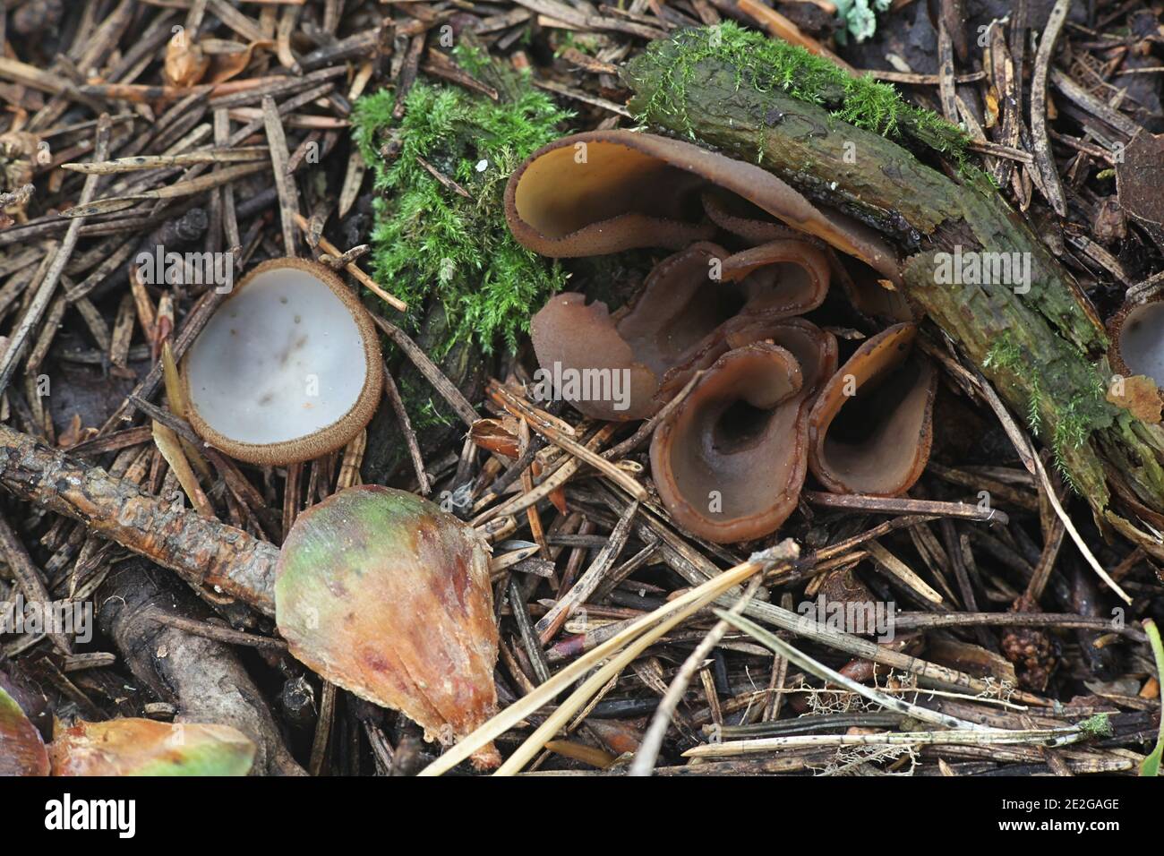 Otidea bufonia, commonly known as Toad's Ear, a cup fungus from Finland Stock Photo