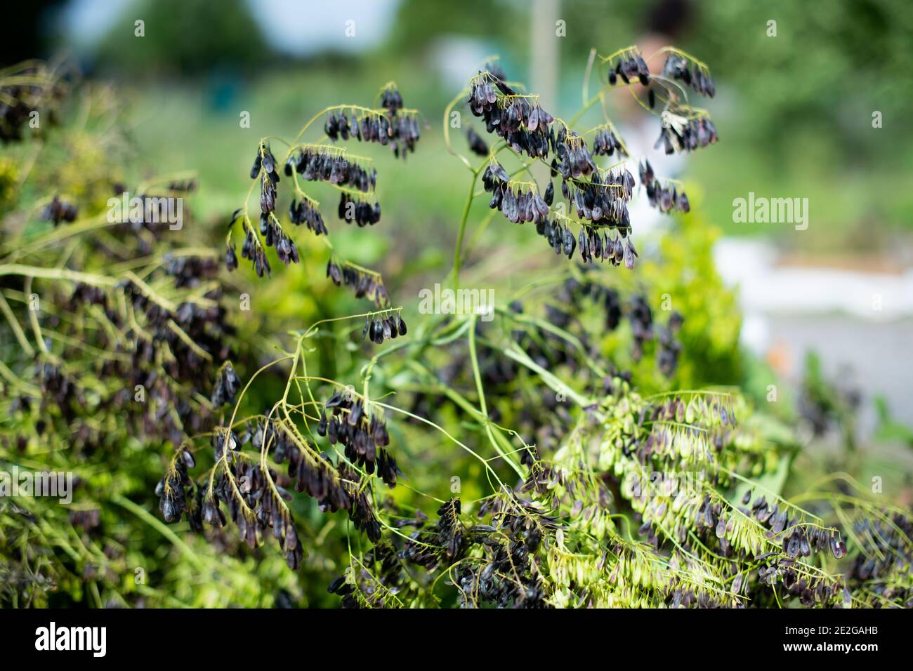 Image showcasing Natural dye from a plant Stock Photo - Alamy