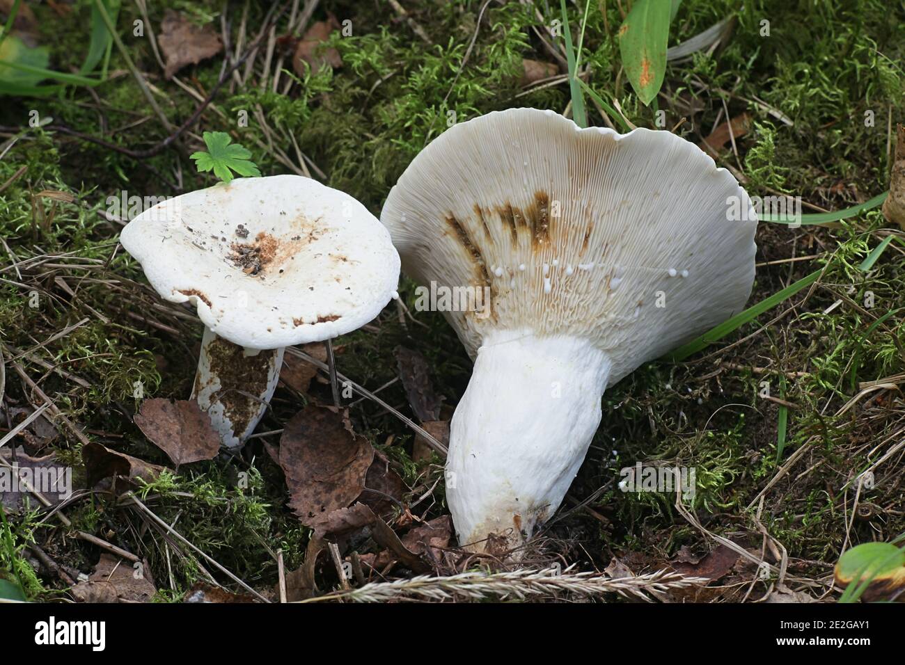 Lactifluus piperatus, also known as Lactarius piperatus, peppery milkcap, wild mushroom from Finland Stock Photo
