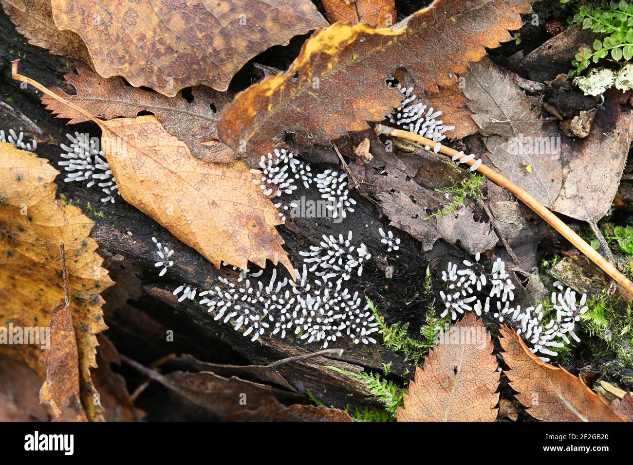 Stemonitopsis typhina, also called Comatricha typhoides, a slime mold of the order Stemonitida, immature specimen from Finland Stock Photo