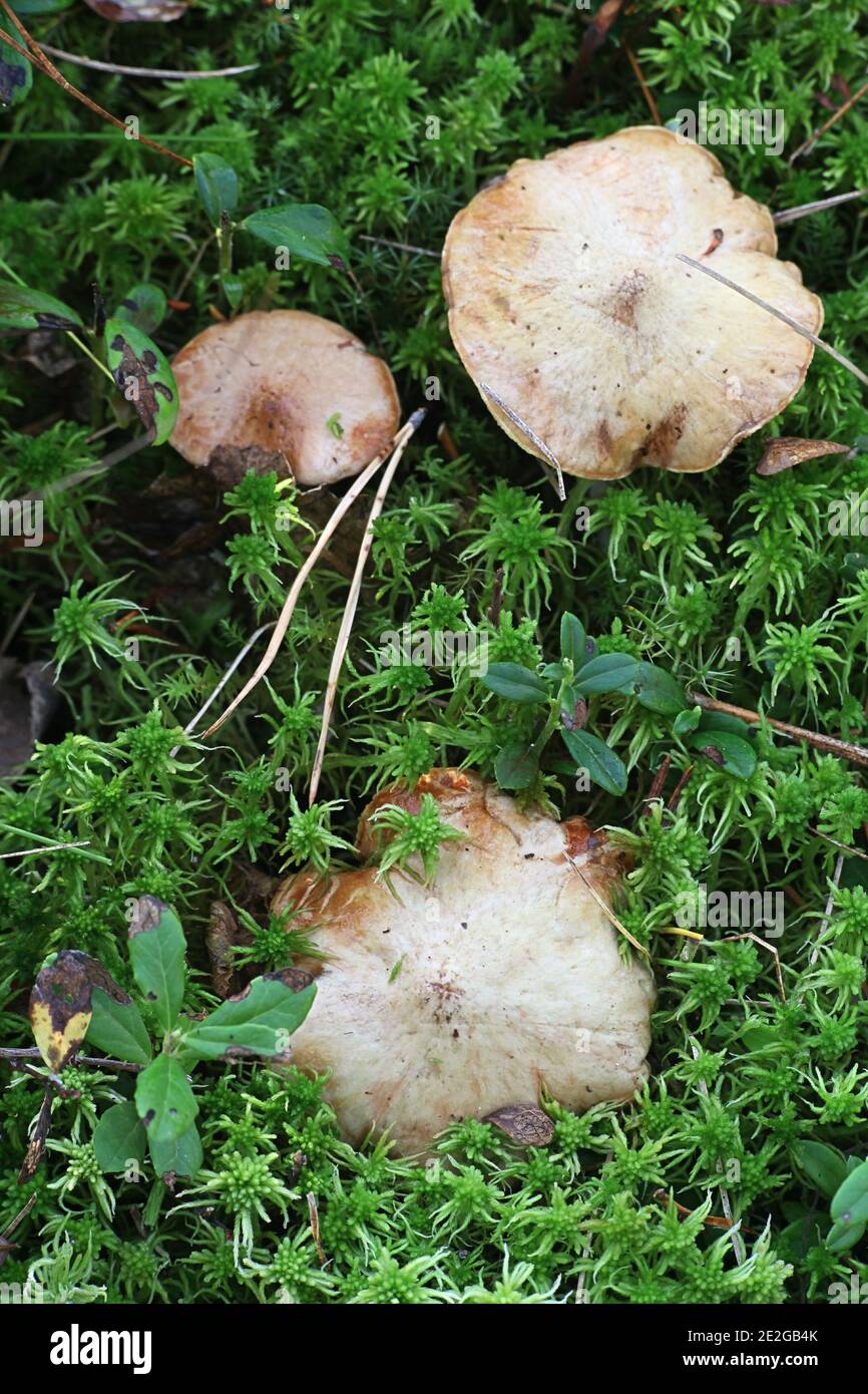 Suillus flavidus, also called Boletus flavidus, commonly known as Jellied Bolete, wild mushroom from Finland Stock Photo