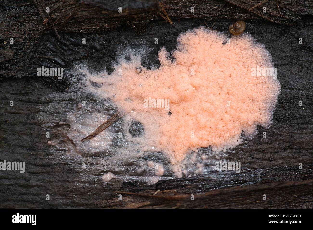 Dictydiaethalium plumbeum, a slime mold of the Order Liceales, no common english name Stock Photo