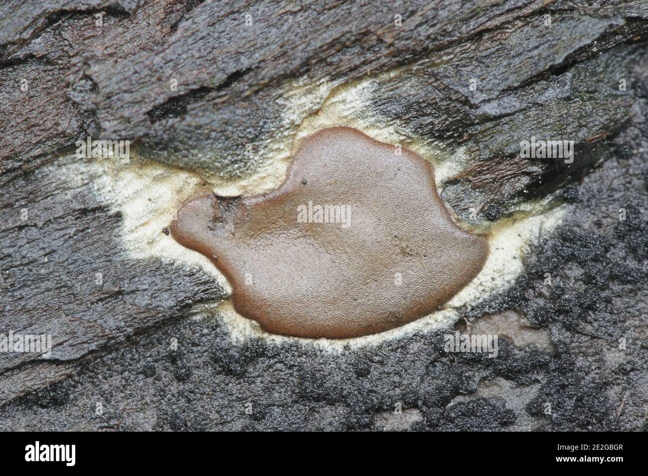 Dictydiaethalium plumbeum, a slime mold of the Order Liceales, no common english name Stock Photo