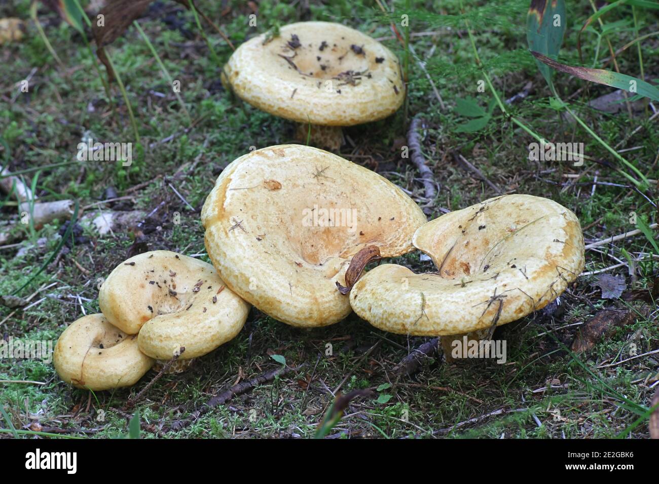 Lactifluus scrobiculatus, also known as Lactarius scrobiculatus, commonly called the spotted milkcap, wild mushroom from Finland Stock Photo