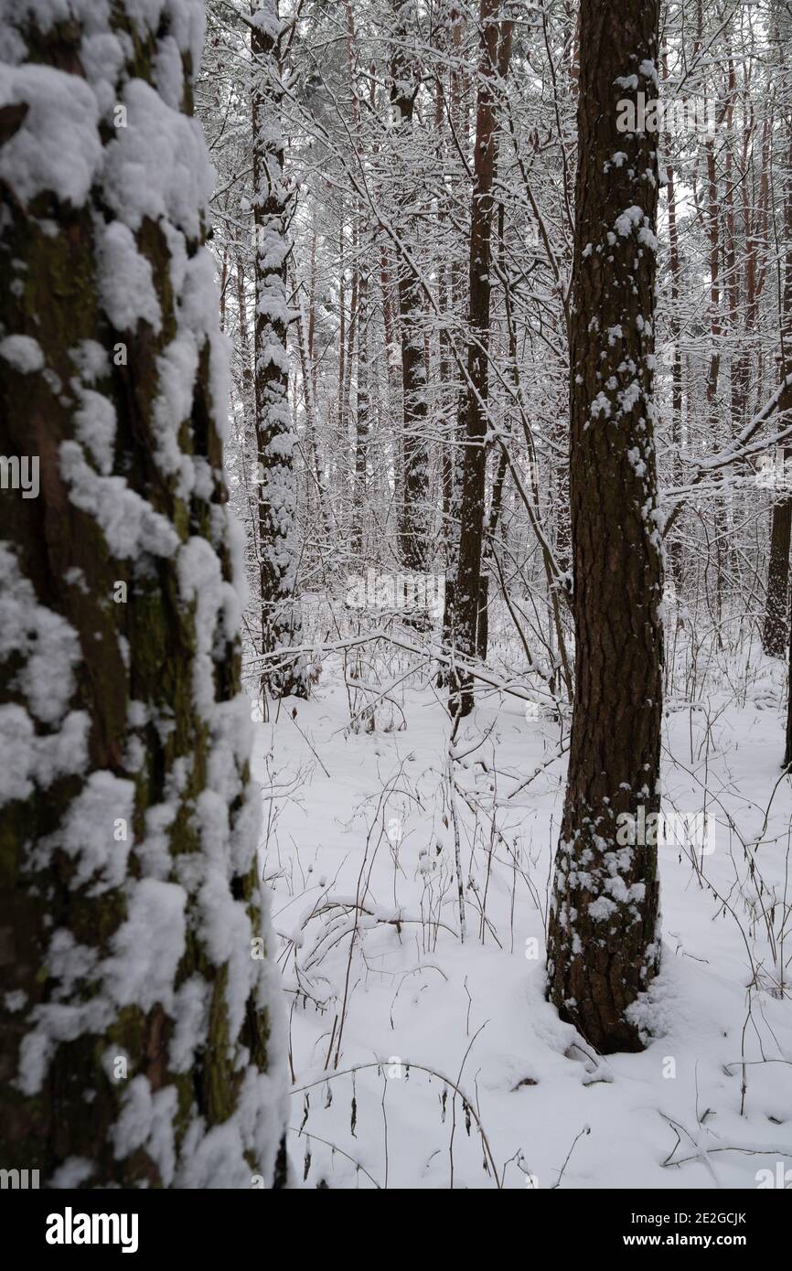 Snowy pine forest hi-res stock photography and images - Alamy