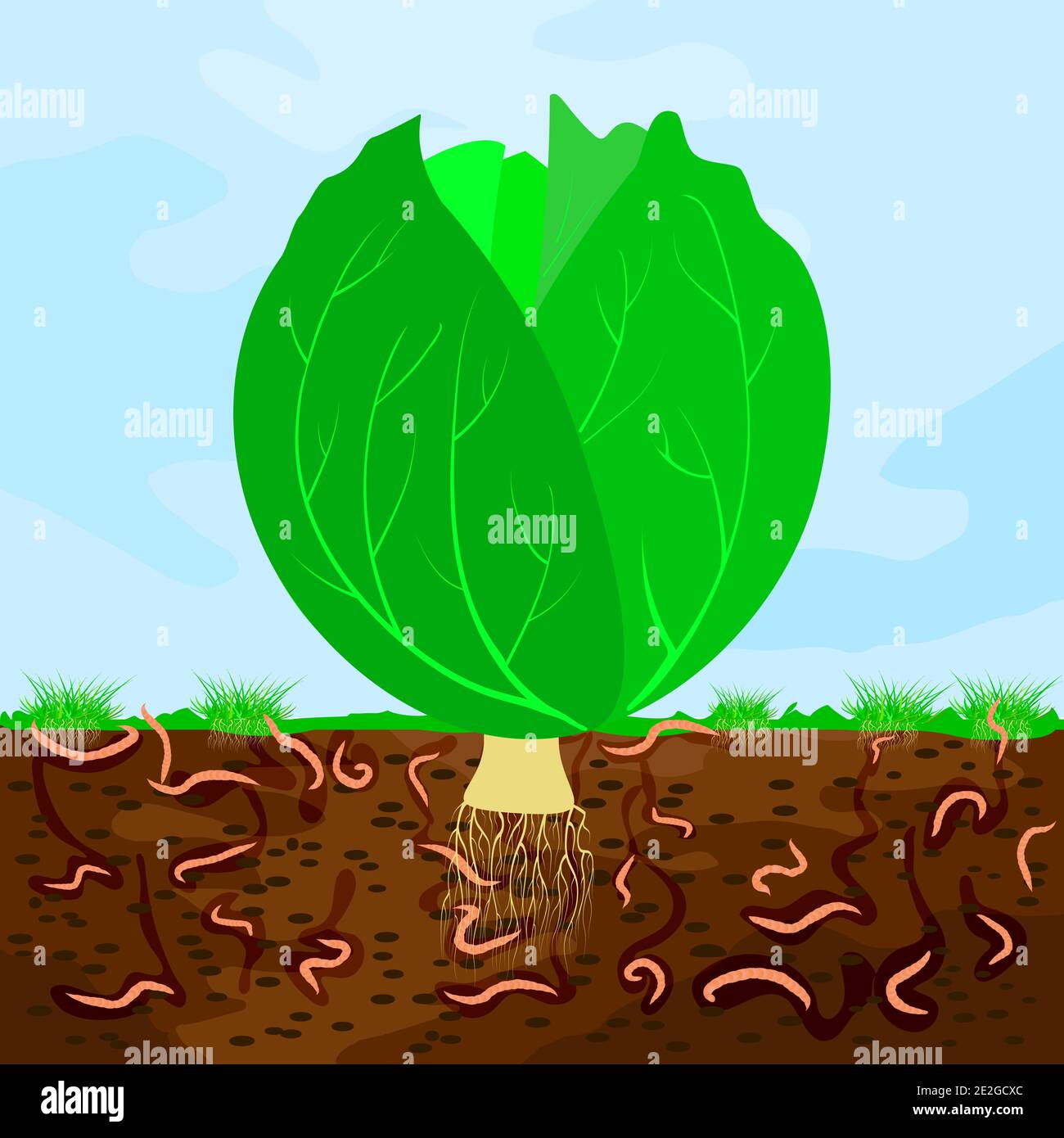 Ground cutaway with cabbage and earthworm. Earthworms in garden soil. Composting process with organic matter, microorganisms and earthworms. Vector Stock Vector