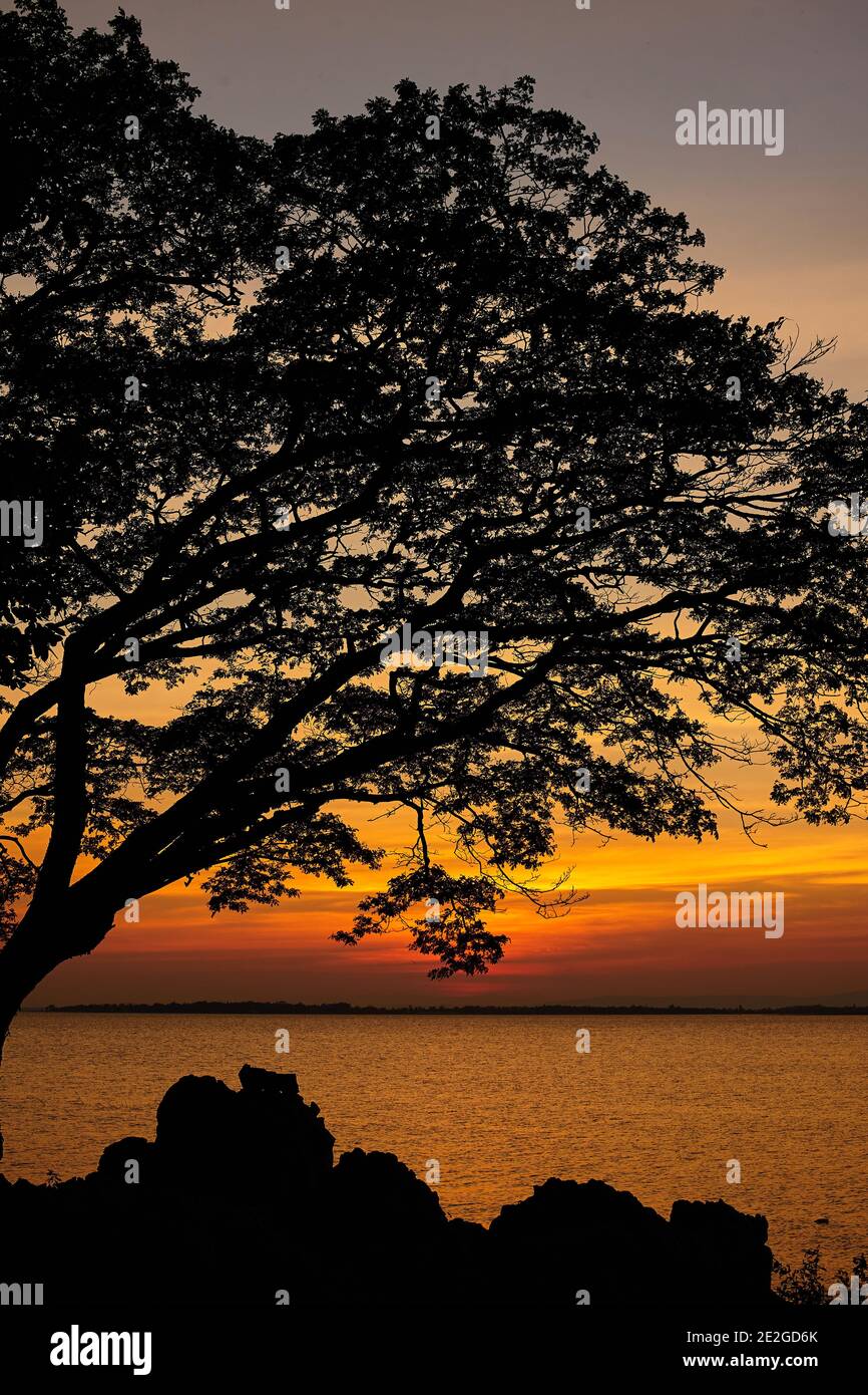 Silhouette scene of a big tree and warm sky of sunset Stock Photo - Alamy