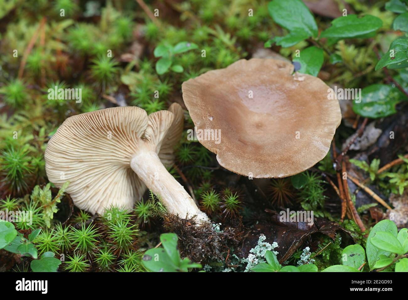 Lactarius mammosus, known as pap milkcap, edible wild mushroom from Finland Stock Photo
