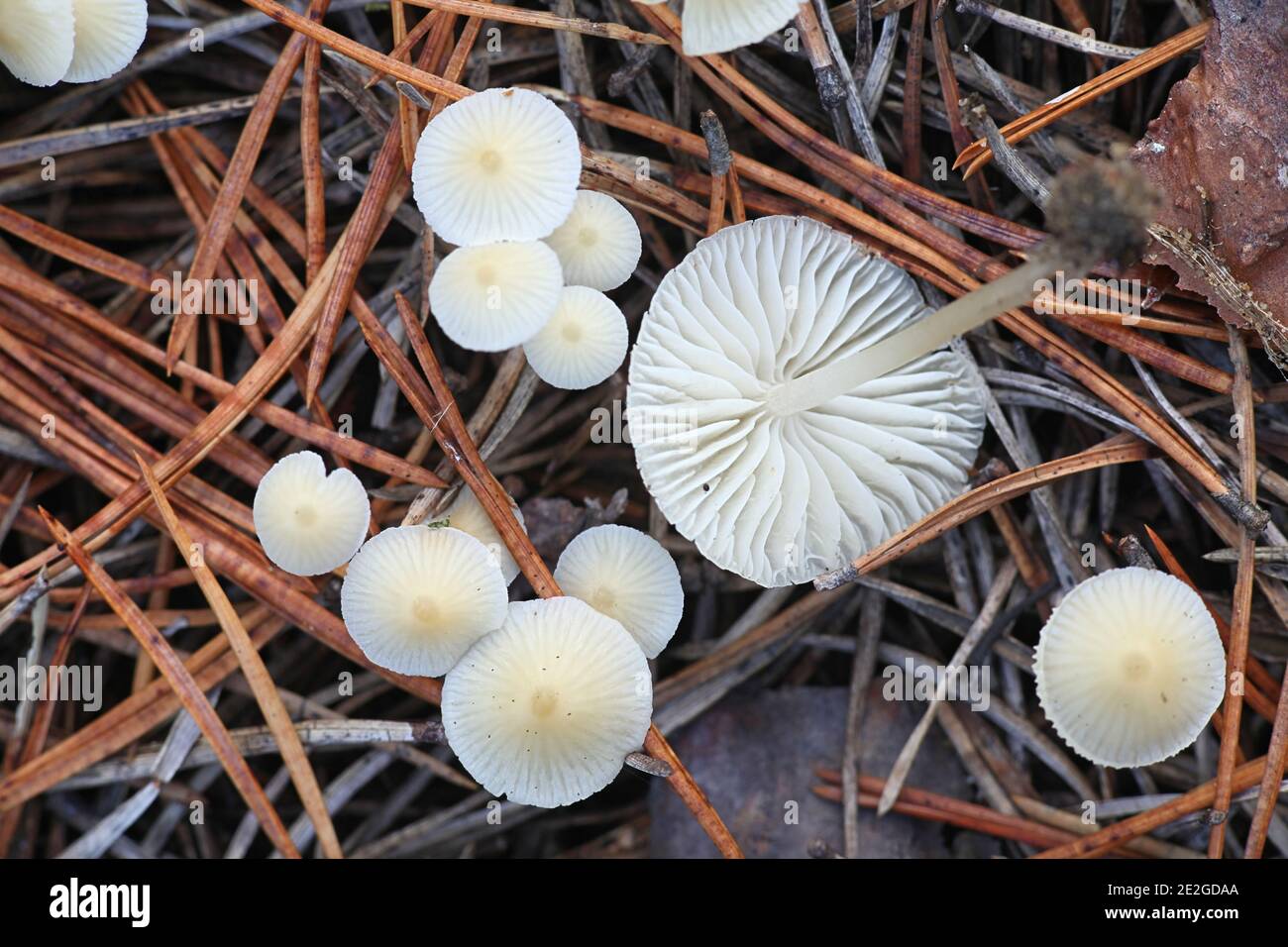 Mycena flavoalba, also called Atheniella flavoalba, commonly known as the ivory bonnet, wild mushroom from Finland Stock Photo
