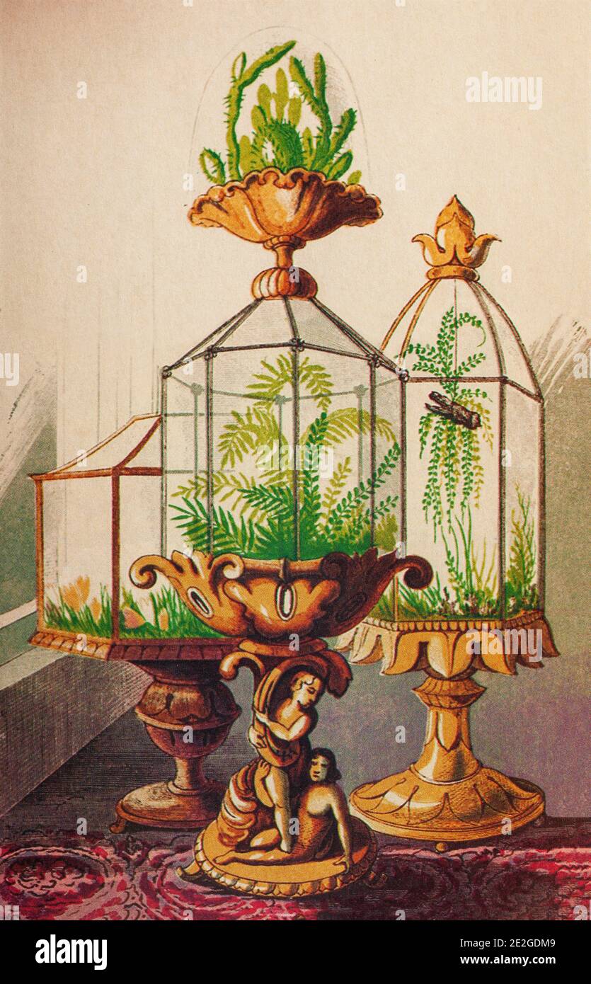 Three Wardian cases, forerunners of the modern terrarium, invented about 1829 by Nathaniel Bagshaw Ward to protect his ferns from the air pollution of 19th century London. Wardian cases soon became features of stylish drawing rooms in Western Europe and the United States and helped spread Pteridomania, the fern craze, aka Fern-Fever. later they facilitated the craze for growing orchids that followed. Stock Photo