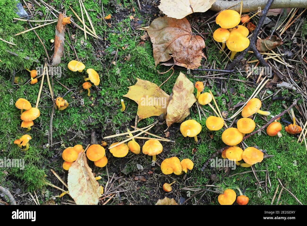 Wax Cap Fungi High Resolution Stock Photography and Images Alamy