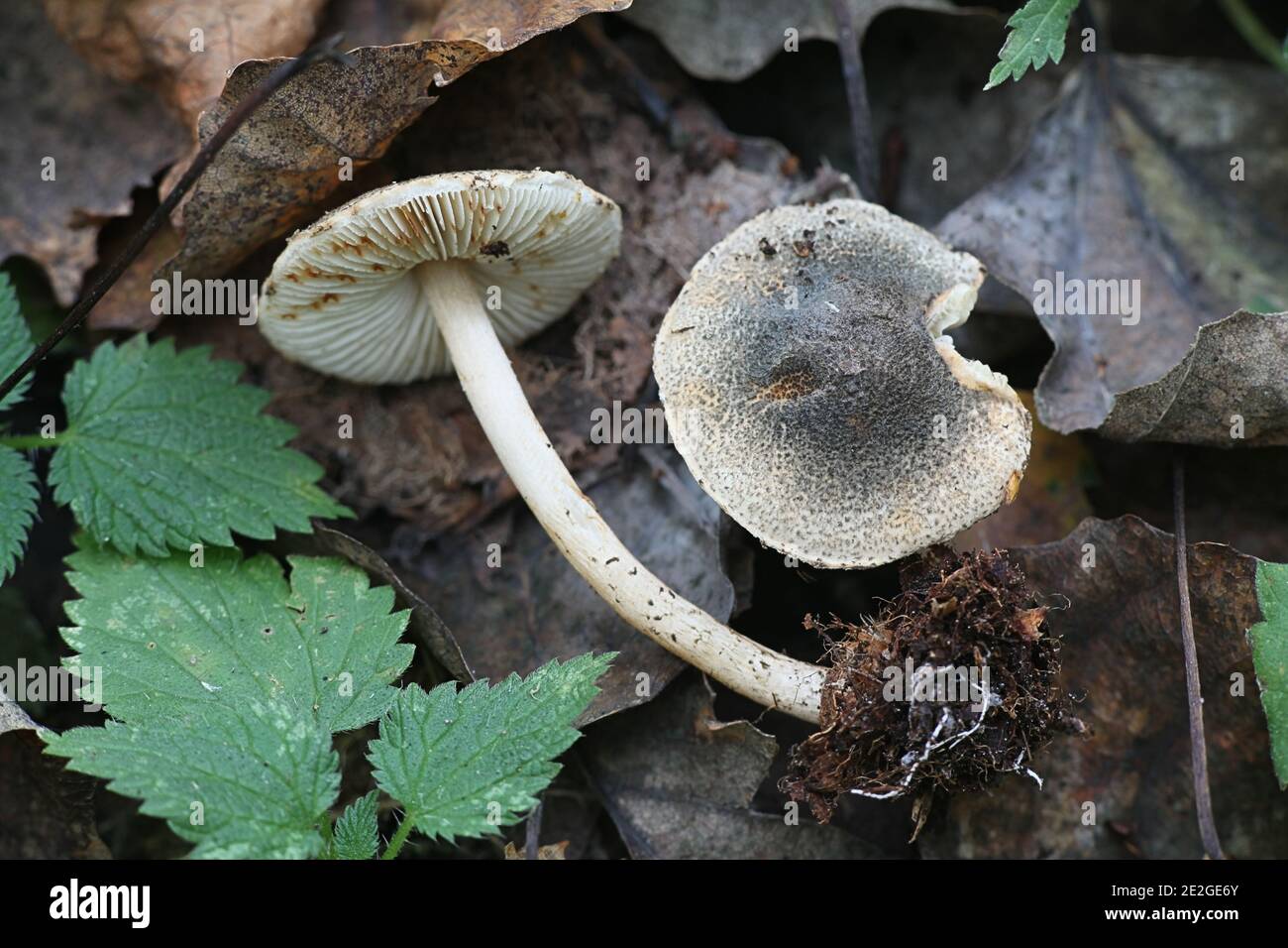 Lepiota grangei, known as the Green Dapperling, wild mushroom from Finland Stock Photo