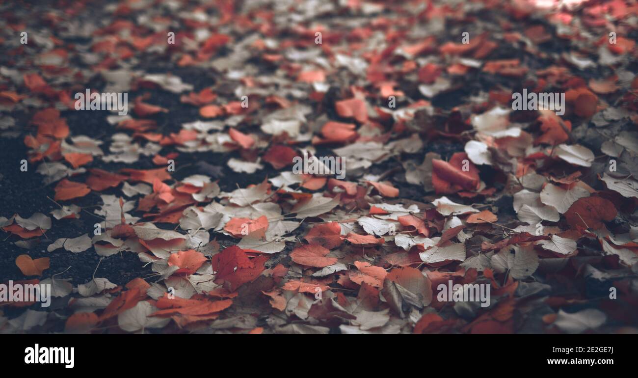 Dry and wet leaves fallen on the ground Stock Photo - Alamy