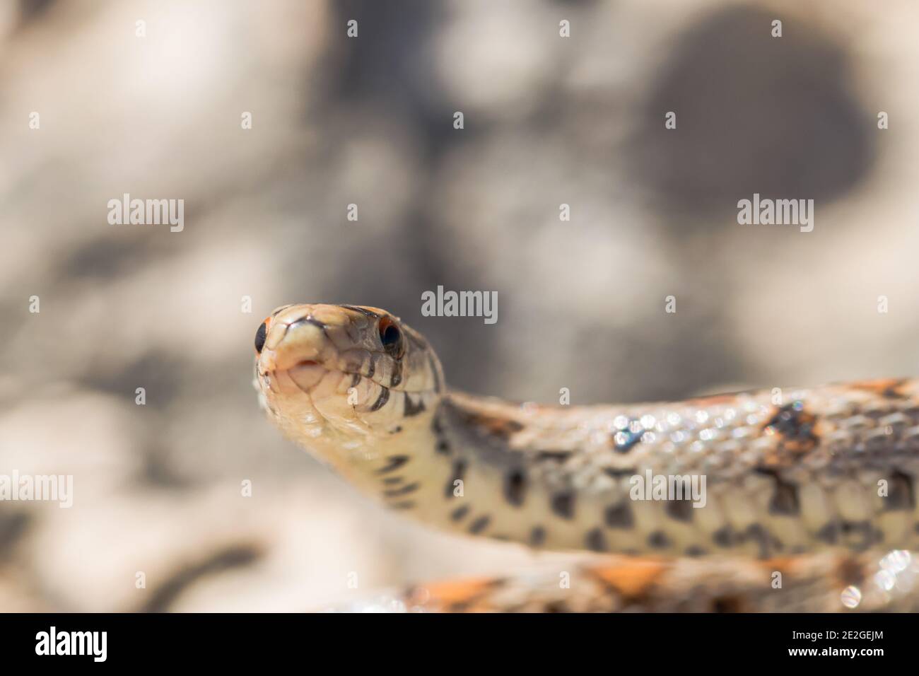 Close up of head of an adult Leopard Snake or European Ratsnake, Zamenis situla, in Malta Stock Photo
