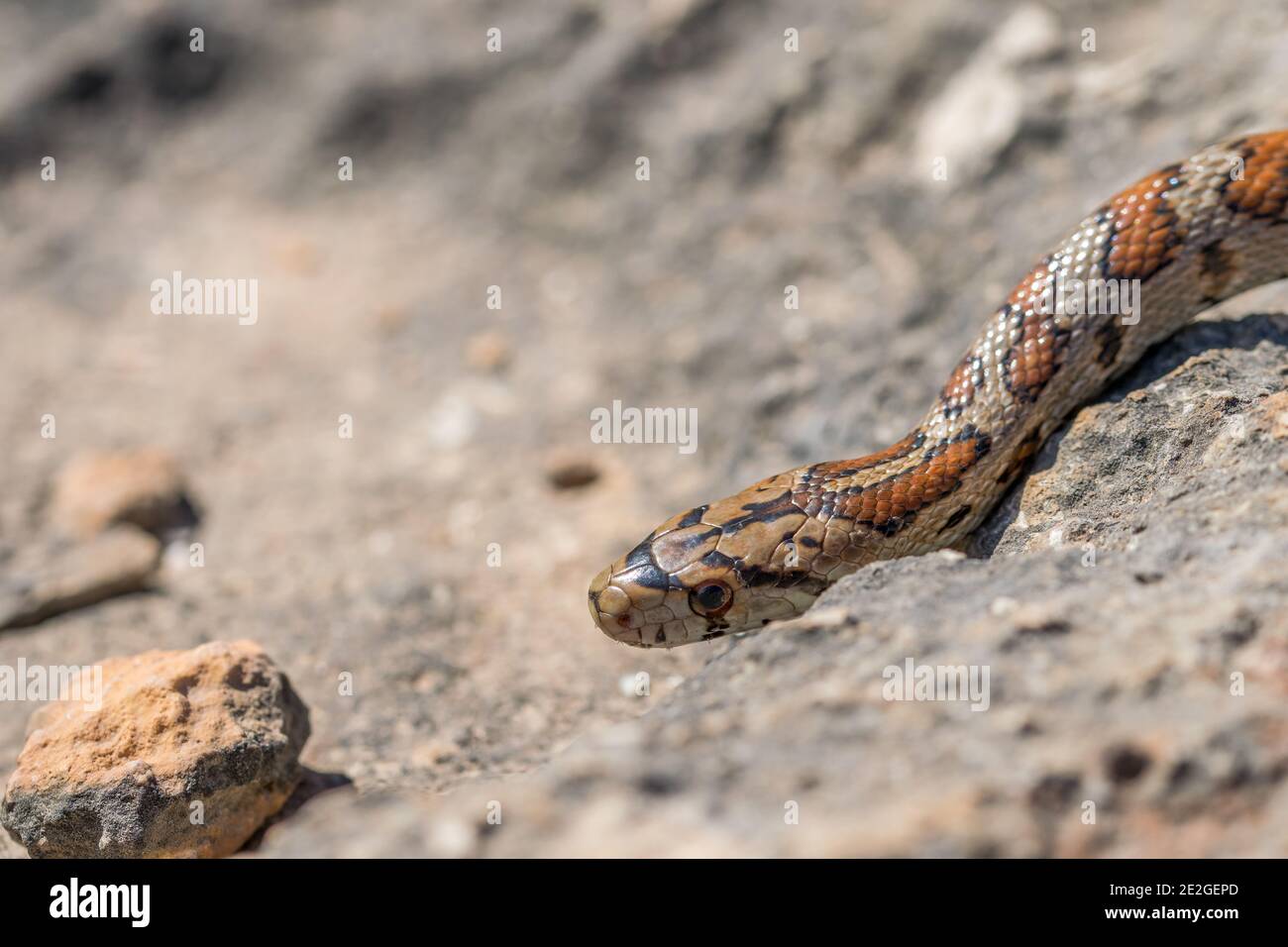 Close up of head of an adult Leopard Snake or European Ratsnake, Zamenis situla, in Malta Stock Photo