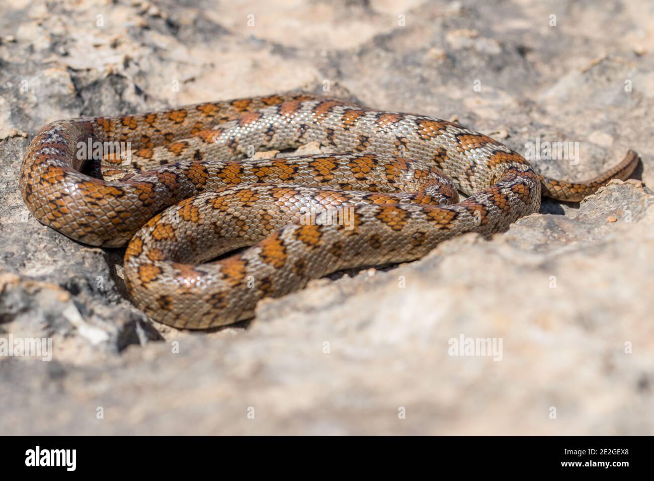 Shot of a curled up adult Leopard Snake or European Ratsnake, Zamenis situla, in Malta Stock Photo