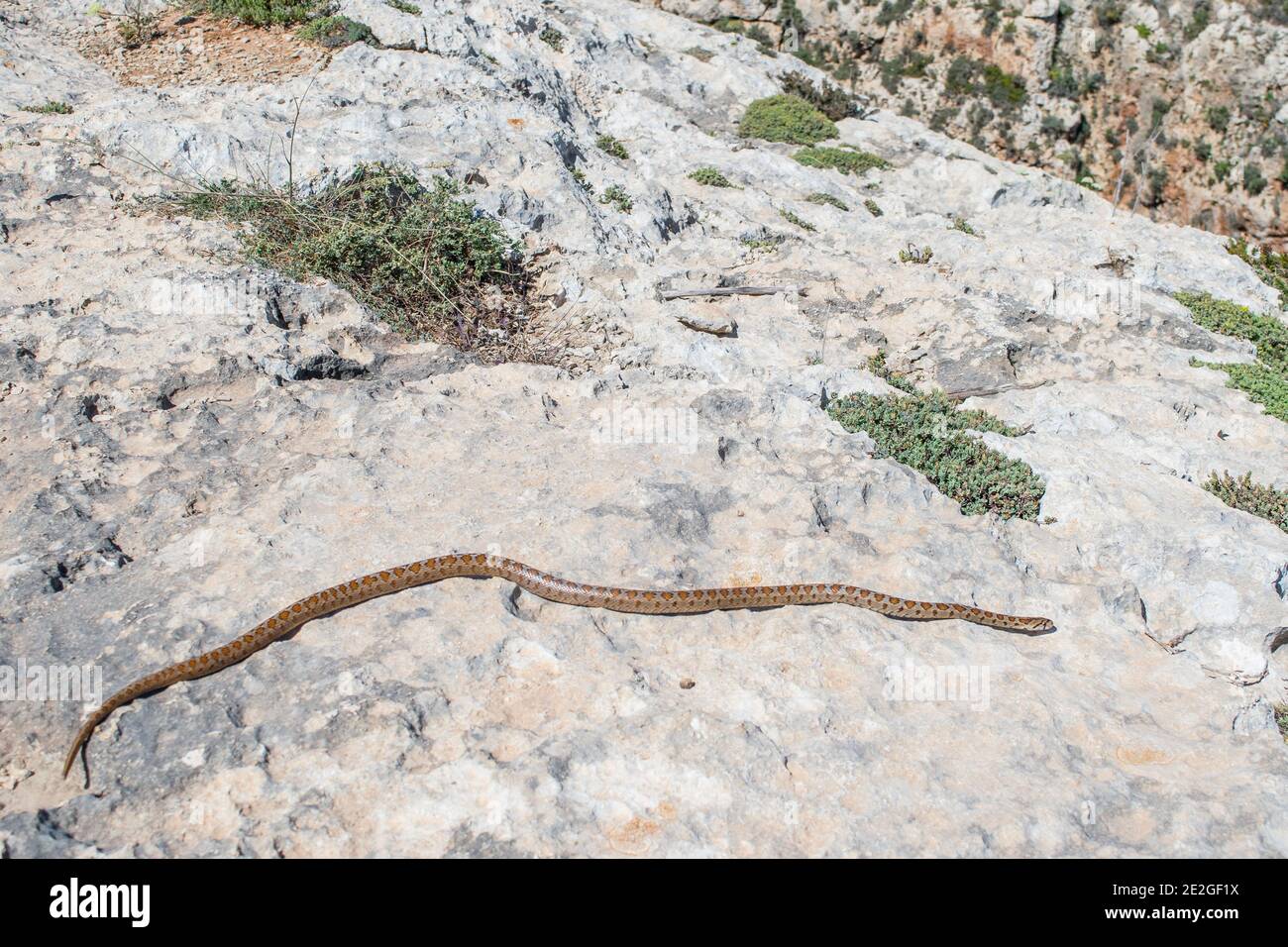 An adult Leopard Snake or European Ratsnake, Zamenis situla, slithering on rocks in Malta Stock Photo