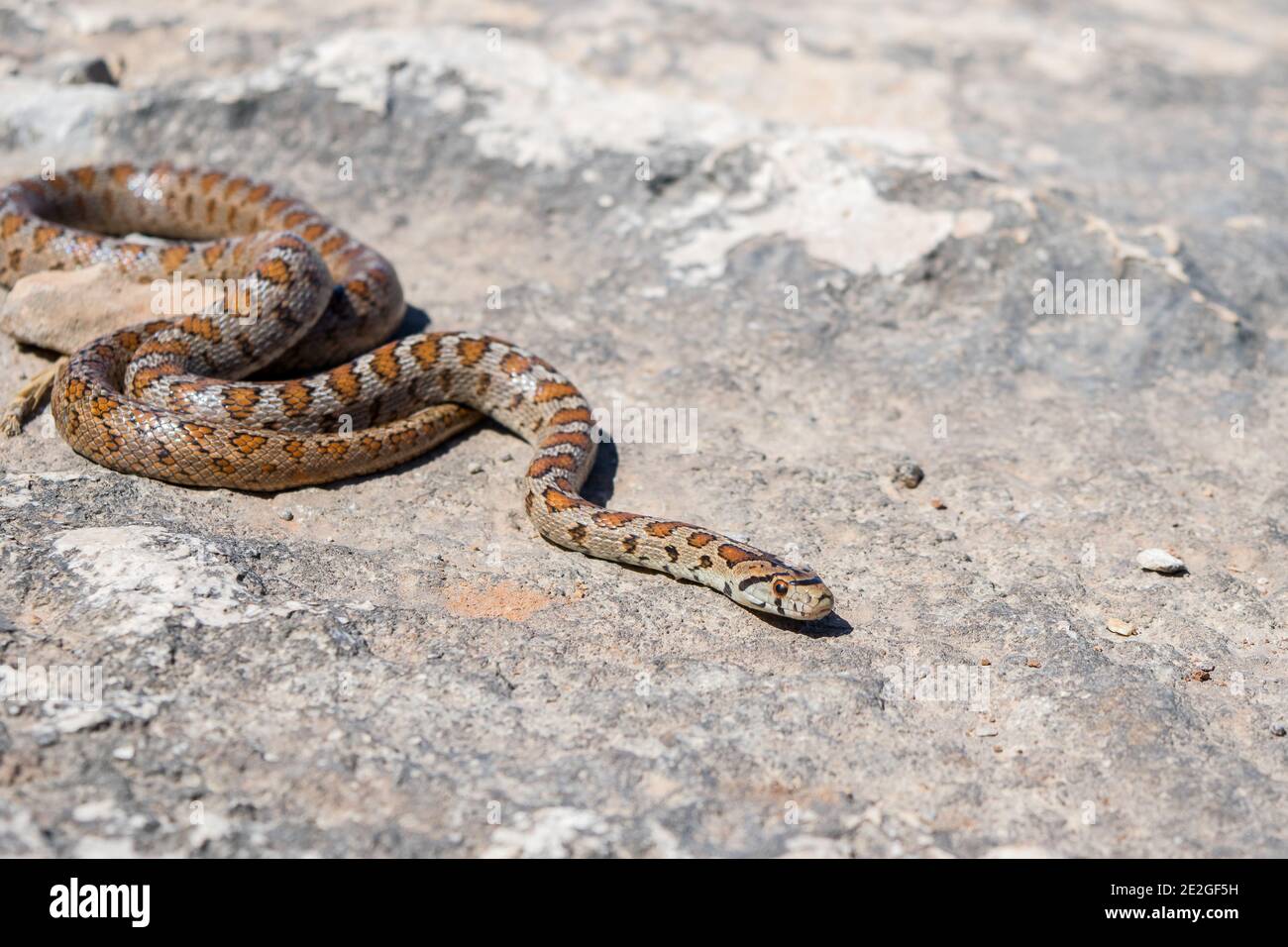 An adult Leopard Snake or European Ratsnake, Zamenis situla, slithering on rocks in Malta Stock Photo
