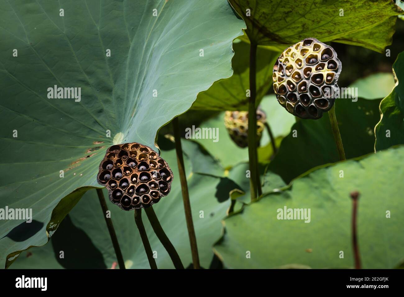 A close up of a lotus plant pod with seeds and a blurred background