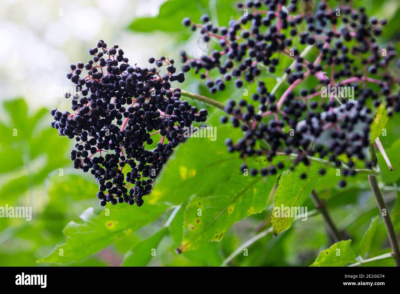 Schwarzer Holunder, Frucht, Früchte, Fliederbeeren, Fliederbeere, Beere ...