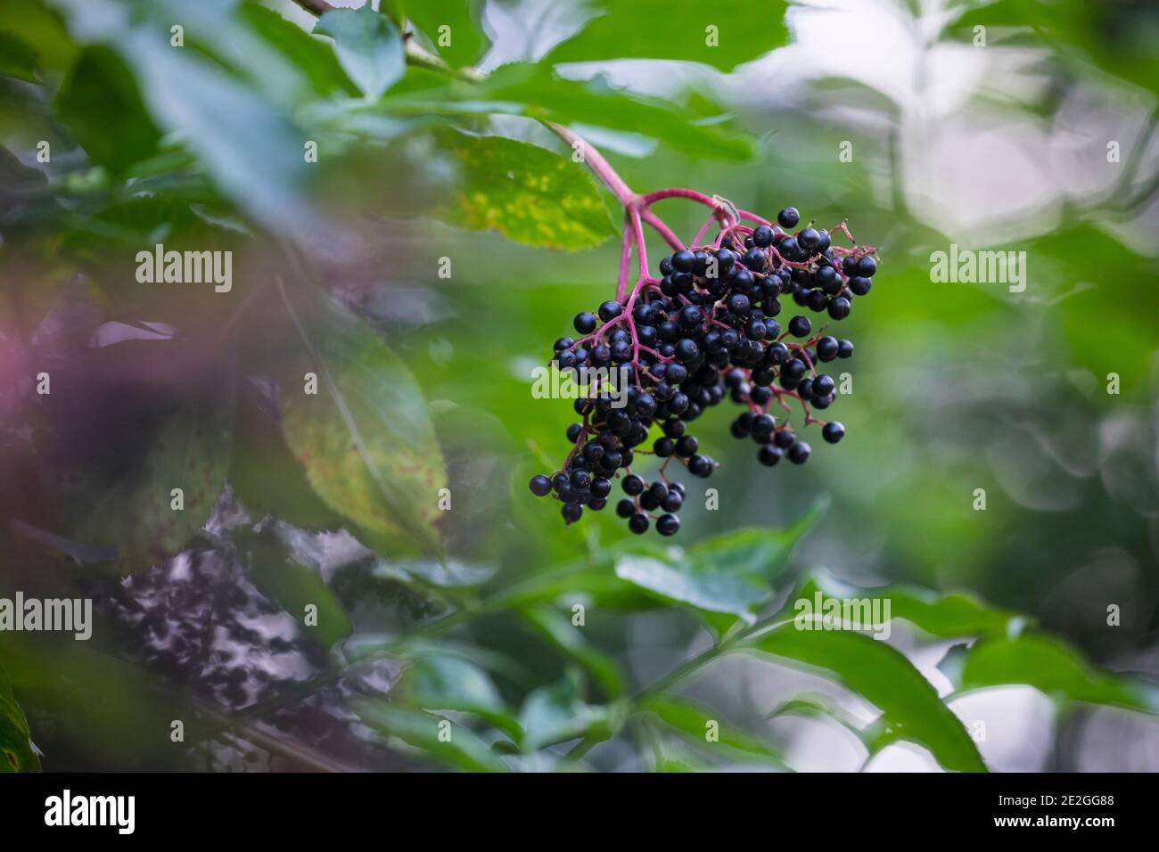 Schwarzer Holunder, Frucht, Früchte, Fliederbeeren, Fliederbeere, Beere ...
