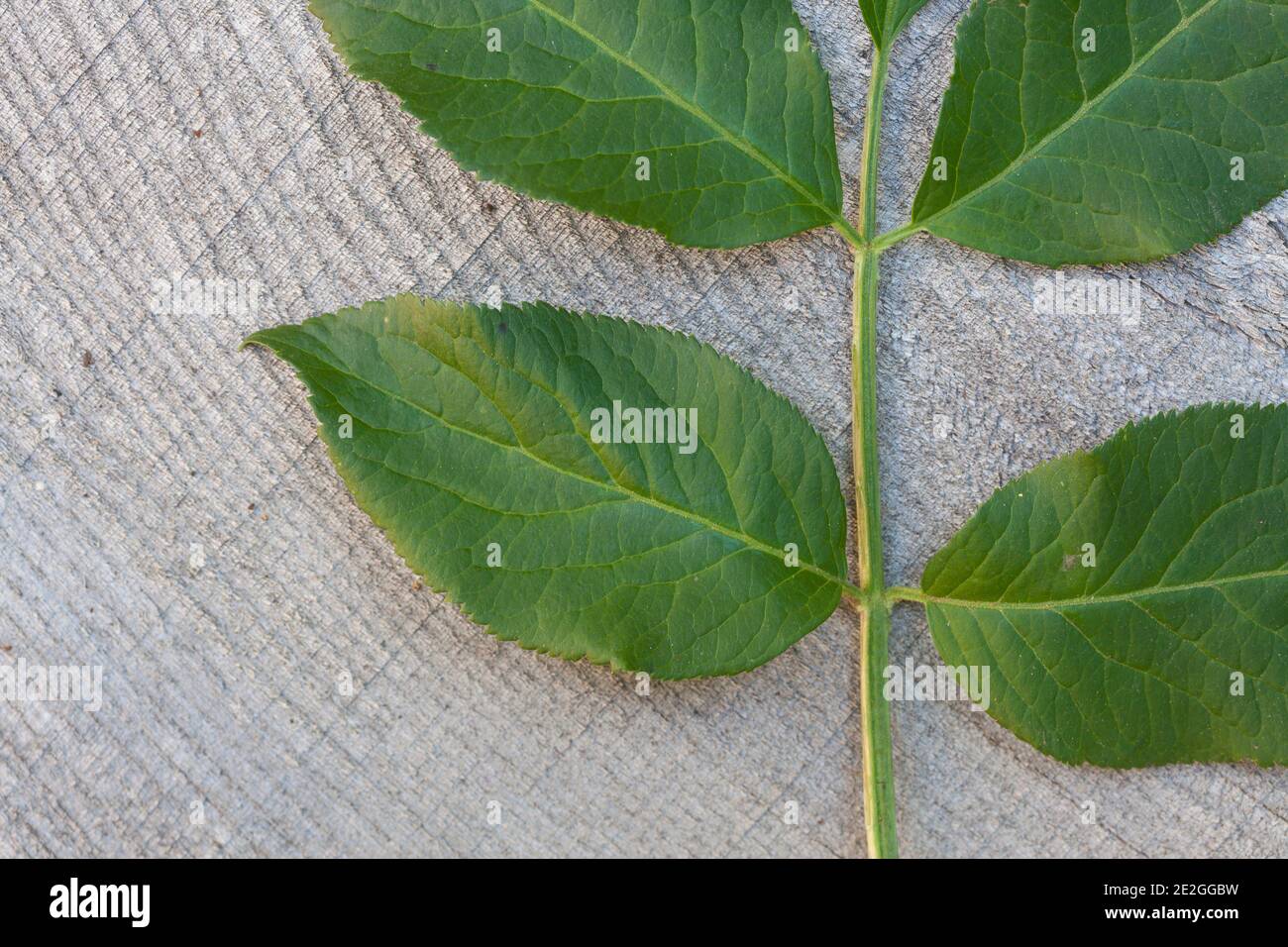 Schwarzer Holunder, Sambucus nigra, Blatt, Blätter, Elder, Common Elder, Elderberry, leaf, leaves, Sureau commun, Sureau noir Stock Photo