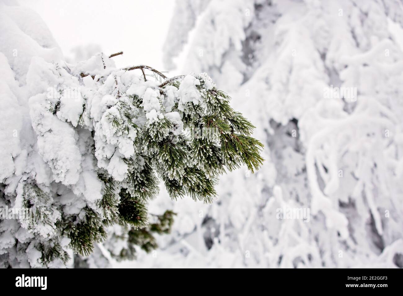 Close up of a frozen branch of tree with lots of snow on a cold winter ...