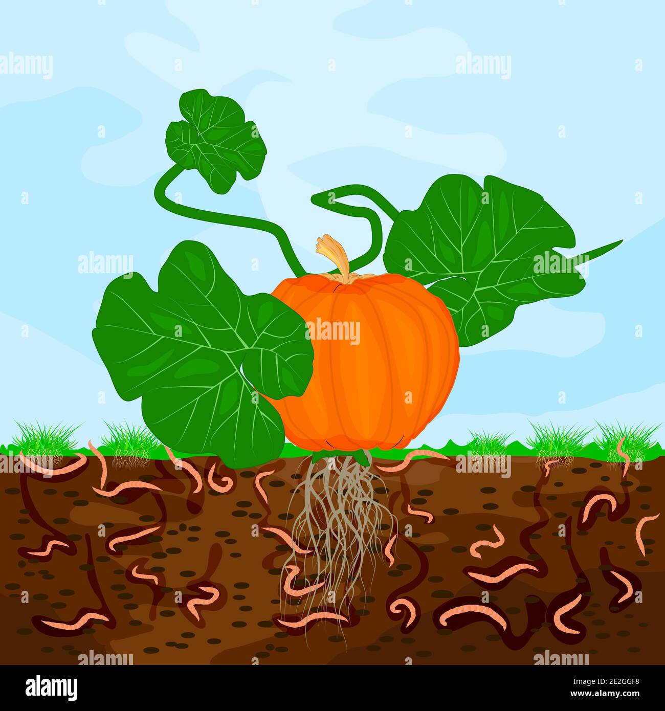 Ground cutaway with pumpkin and earthworm. Earthworms in garden soil. Composting process with organic matter, microorganisms and earthworms. Vector Stock Vector