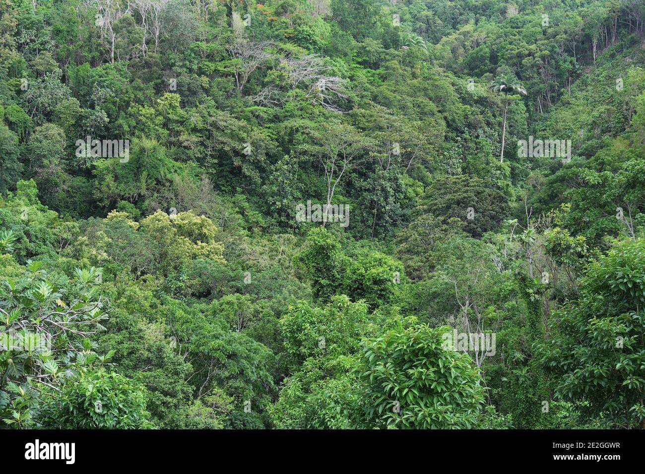 Guadeloupe: typical vegetation of the Grands Fonds, hilly area situated on the island of Grande-Terre. Stock Photo