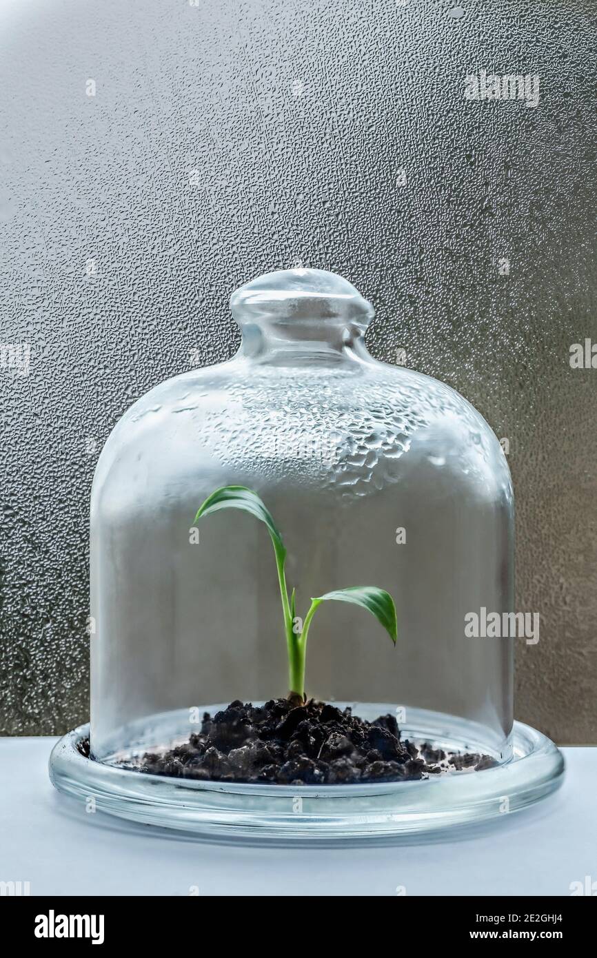 Seedling growing under cloche with condensation Stock Photo