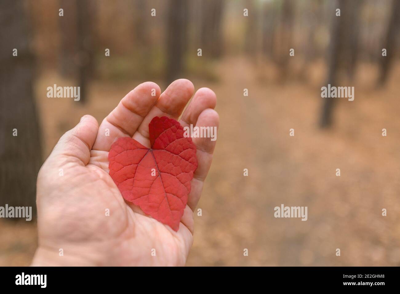 POV Hand holding red heart shape autumn leaf in woods Stock Photo