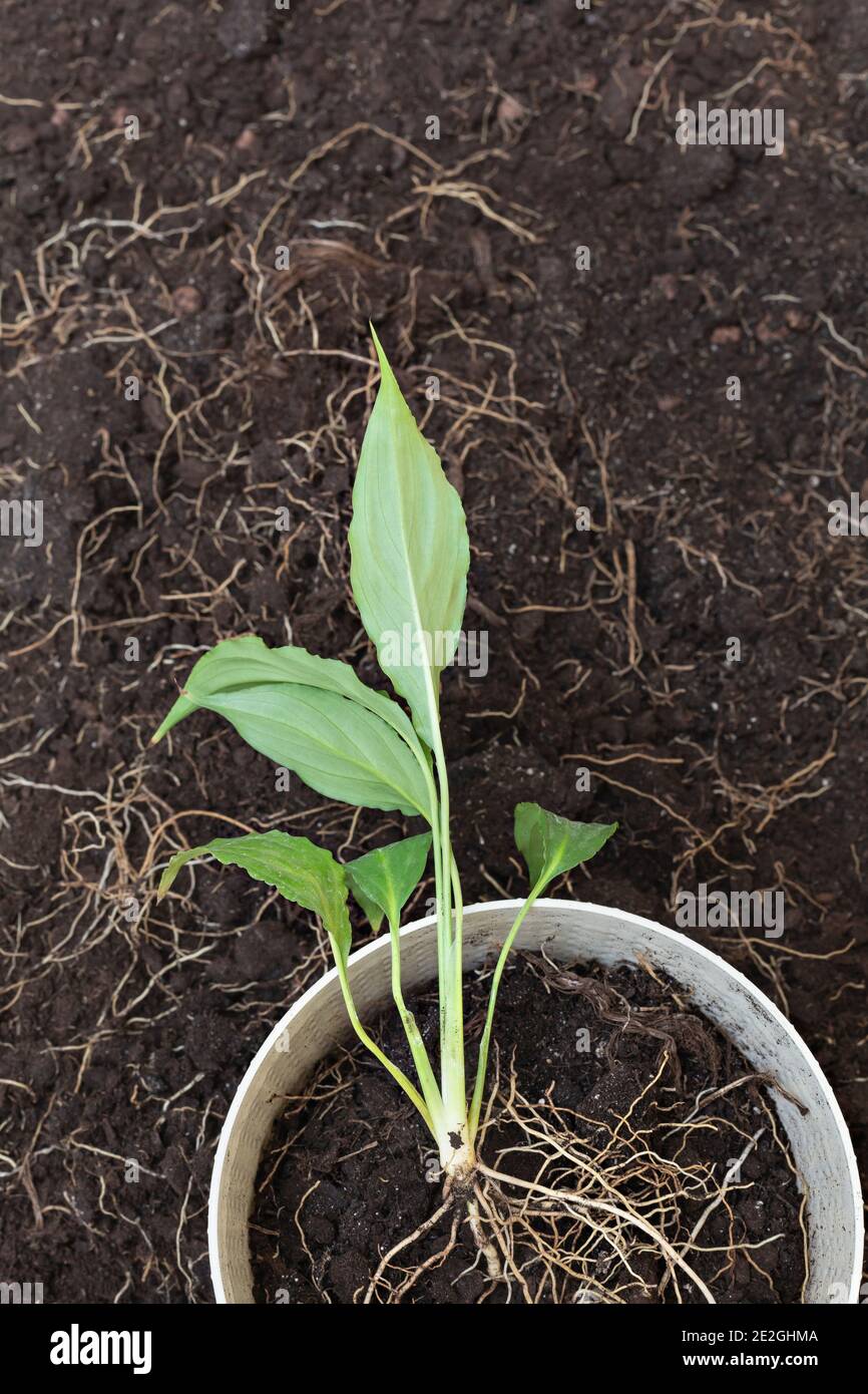 Plant with exposed roots growing in flowerpot Stock Photo Alamy