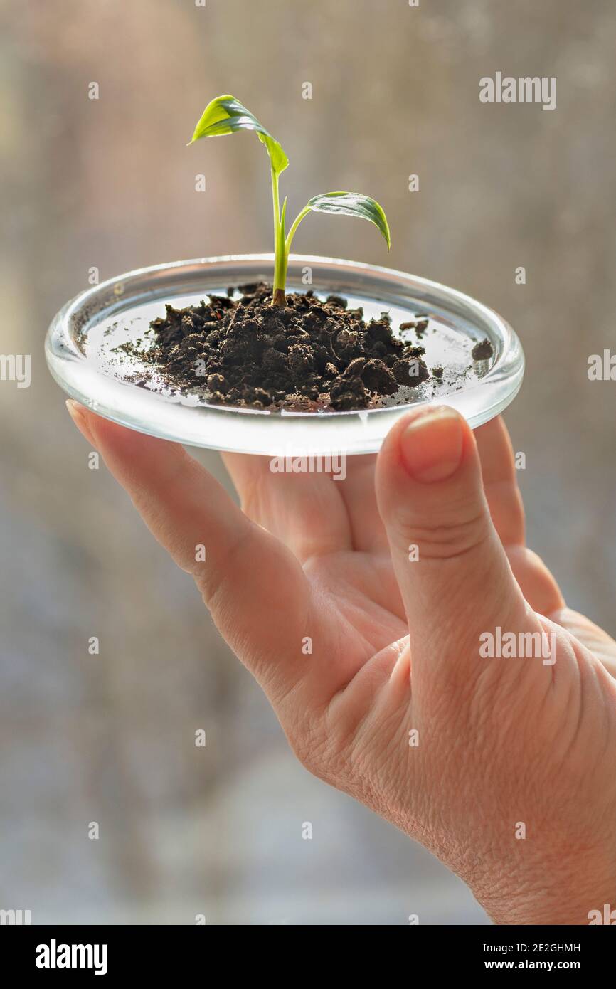 Close up hand holding tiny seedling growing in small tray Stock Photo