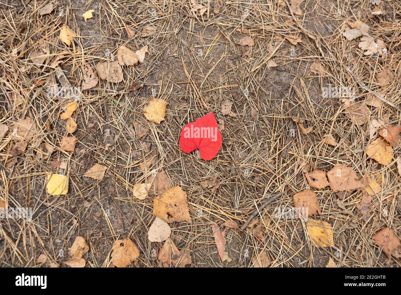 Red heart shape autumn leaf on ground Stock Photo