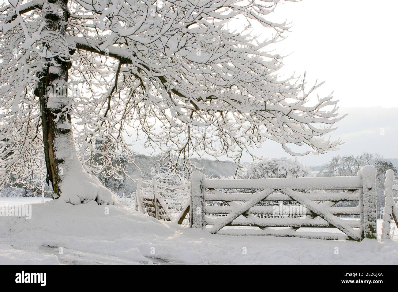 Thick snow covering countryside tree and gate, Kent Stock Photo