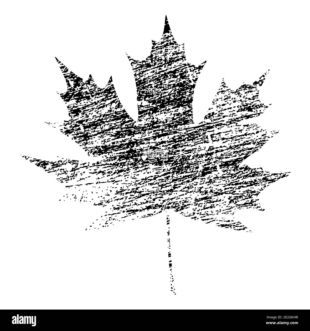 Speckled maple Black and White Stock Photos & Images - Alamy