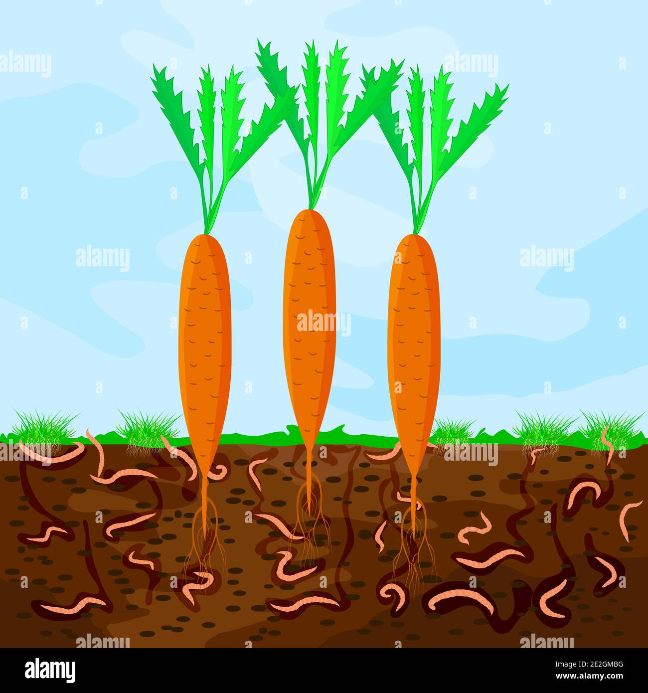 Ground cutaway with carrot and earthworm. Earthworms in garden soil. Composting process with organic matter, microorganisms and earthworms. Vector Stock Vector