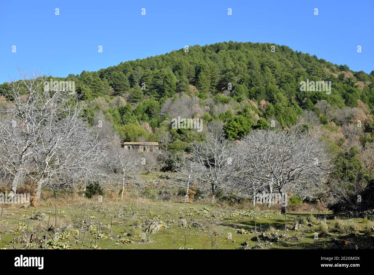 country scene of Sicily mountain with abandoned rural house into mixed forest of Etna Park Stock Photo