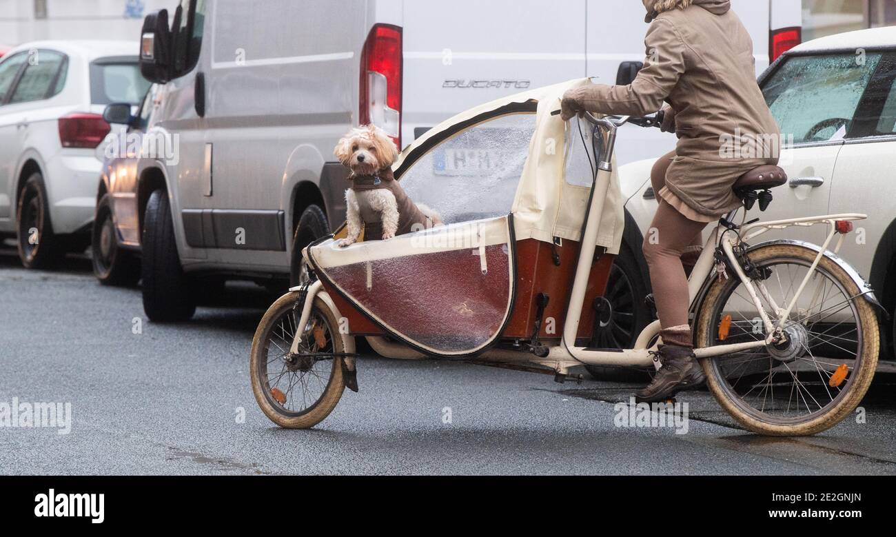 Hanover, Germany. 14th Jan, 2021. A dog sits in a cargo bike in a matching outfit. Credit: Julian Stratenschulte/dpa/Alamy Live News Stock Photo