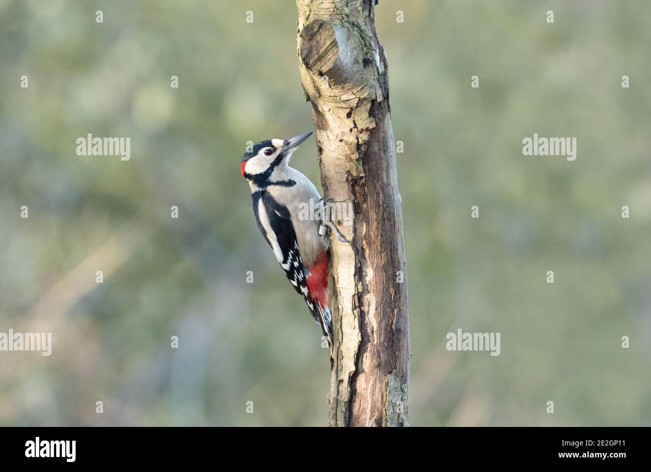 Great Spotted Woodpecker, High Batts Nature Reserve Stock Photo