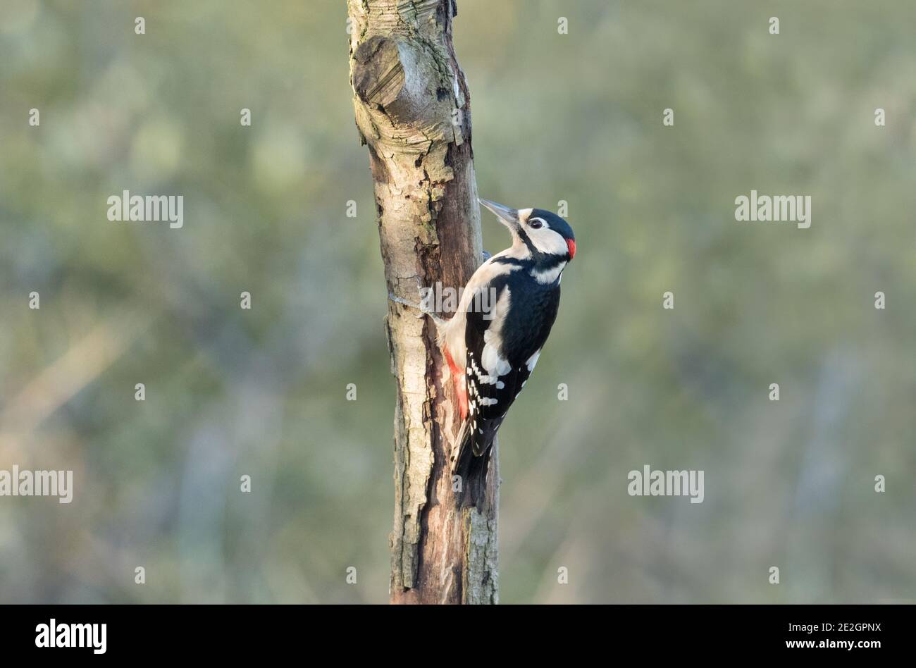 Great Spotted Woodpecker, High Batts Nature Reserve Stock Photo