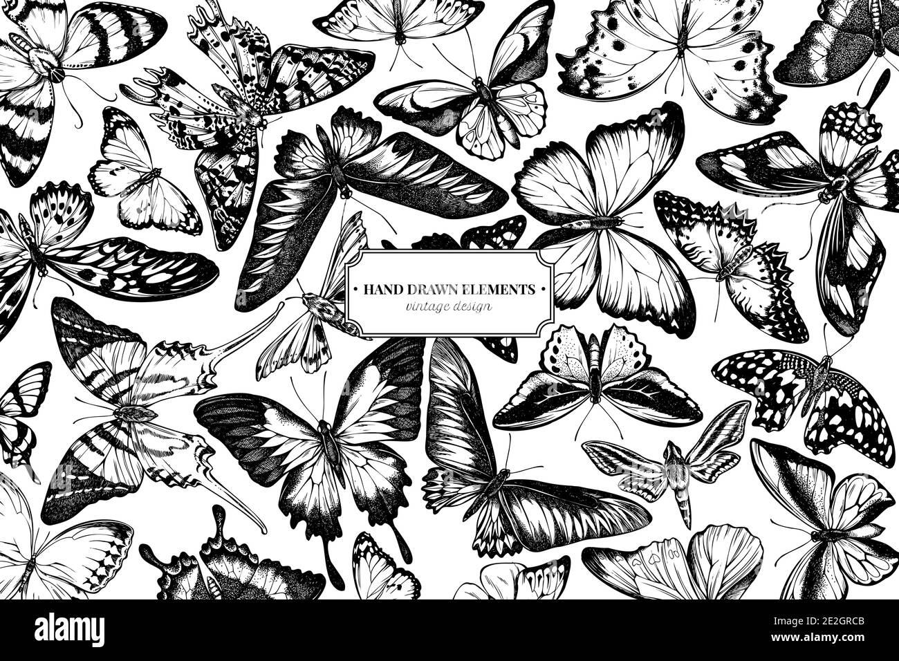 Design with black and white great orange-tip, emerald swallowtail, jungle queens, plain tiger, rajah brooke's birdwing, papilio torquatus, swallowtail Stock Vector