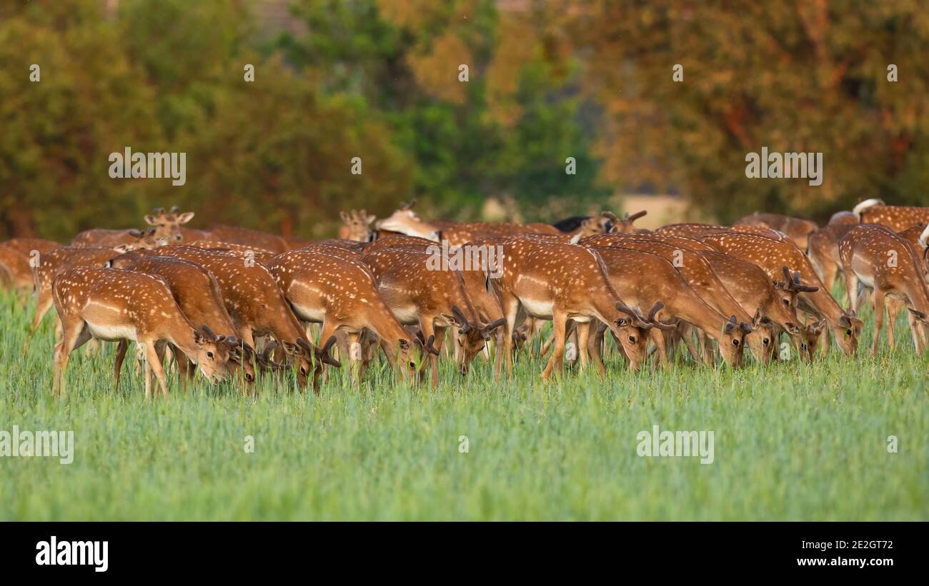 Fallow deer herd feeding on pasture in spring nature Stock Photo