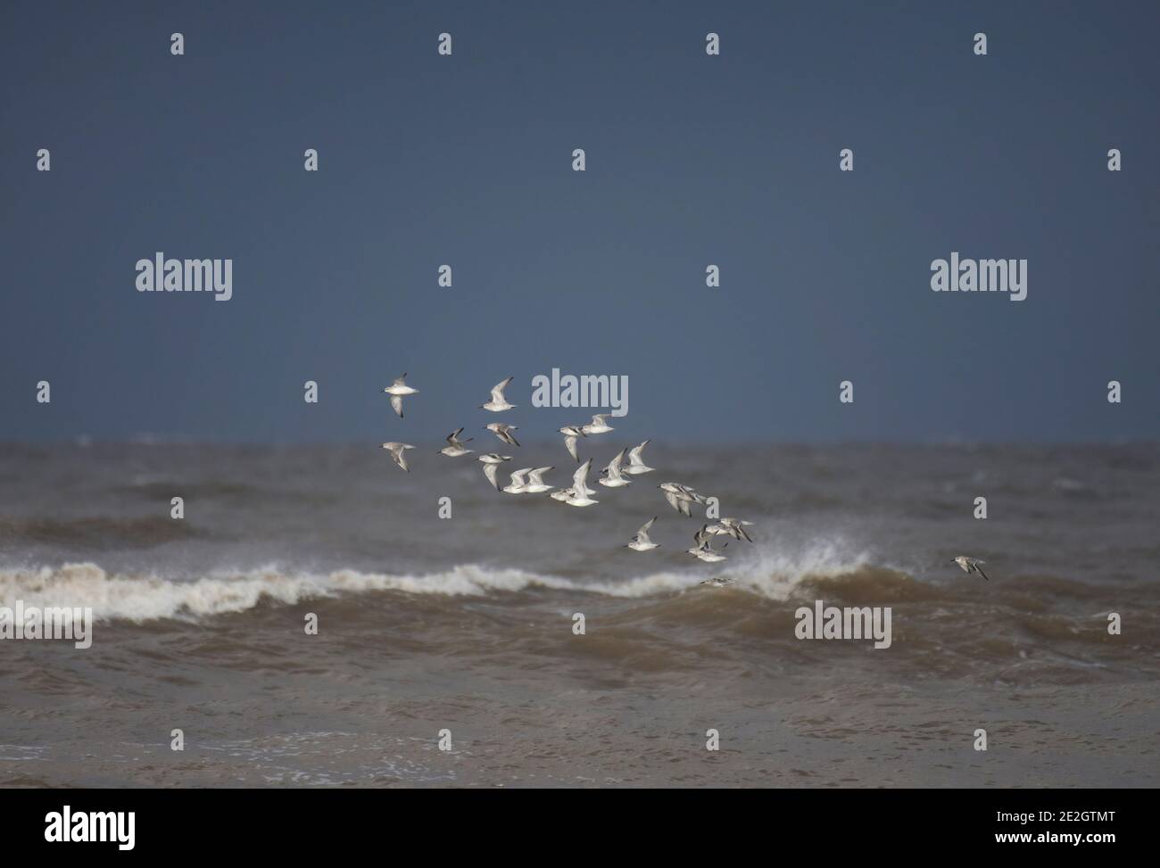 Small flock of Sanderling, Calidris alba, in flight over rough sea ...