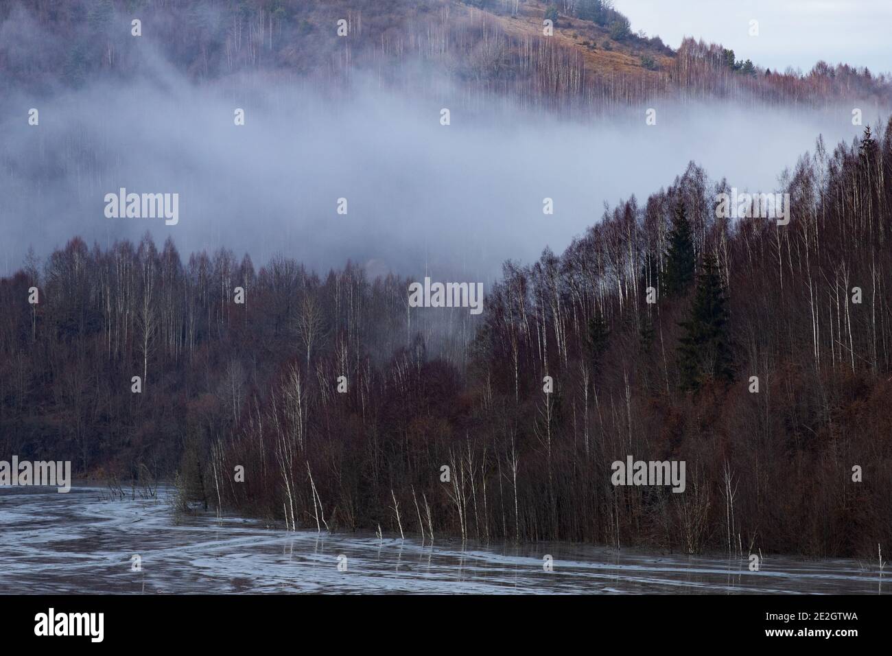 misty landscape with fir forest in hipster vintage retro style Stock ...